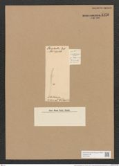 Nitzschia schlephackeana Grun. (de-Toni-Nr.: Genus 47, Species 2098) Zeichnungen Sammlung Grunow Nr. 4176 (NHMW-BOT-W0372066)